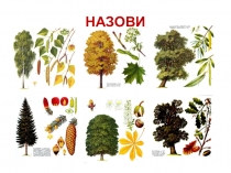 Презентация по теме Осень. Деревья 2 часть