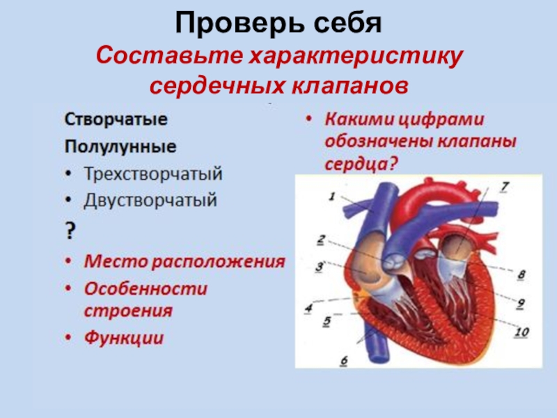 Кровообращение сердца 8 класс. Строение сердца. Строение и работа сердца. Строение сердца биология. Строение сердца 8 класс биология.
