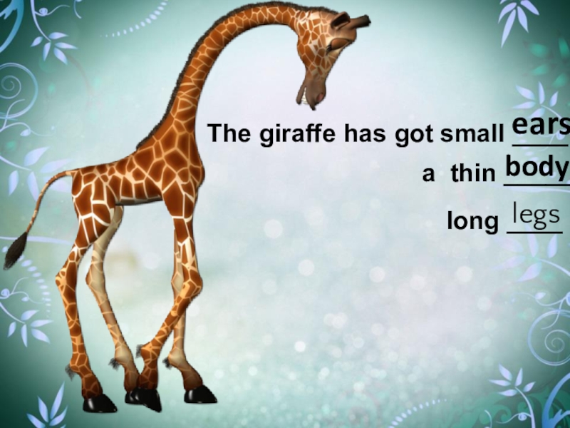 A giraffe has got a long neck