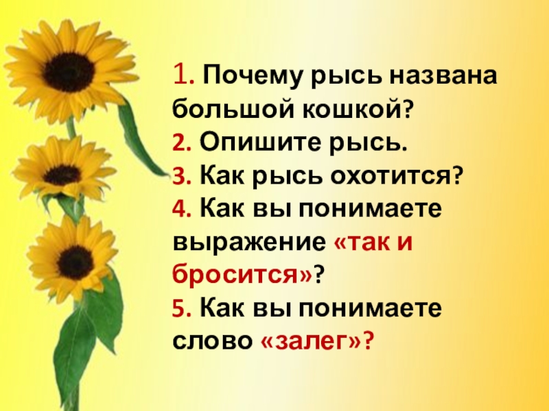 1. Почему рысь названа большой кошкой? 2. Опишите рысь. 3. Как рысь охотится? 4. Как вы понимаете