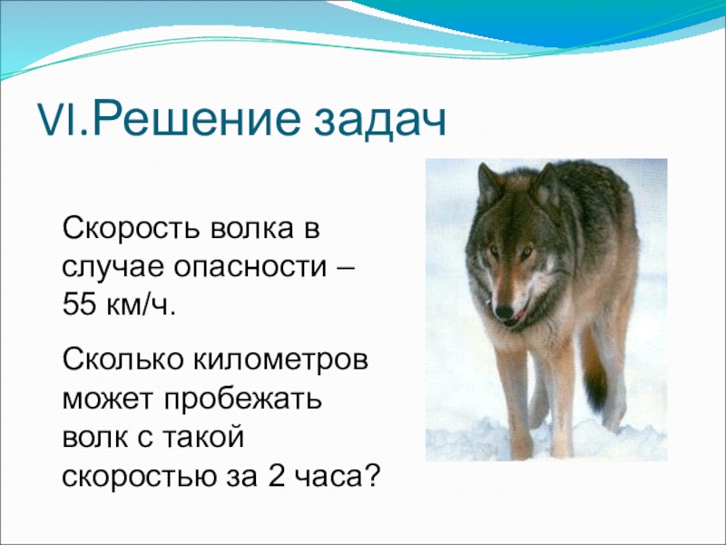 Волки сколько страниц. Скорость волка. Скорость волка км/ч. Сколько скорость волка. Скорость бега волка в км/ч.