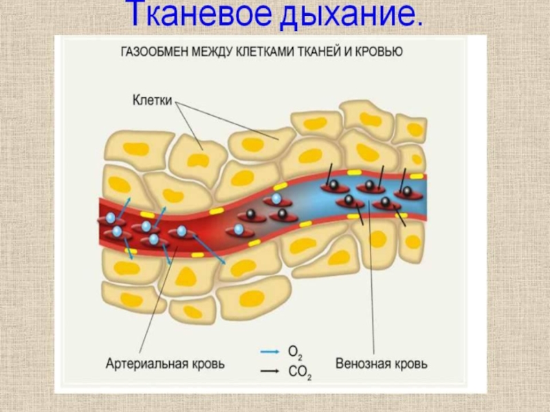 Газообмен в тканях картинка