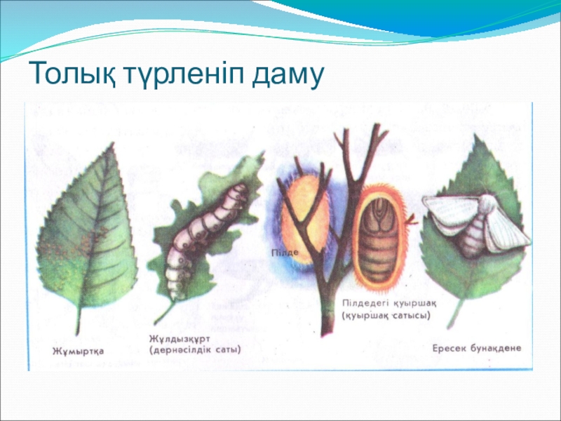 Жеке даму карта ересек топ