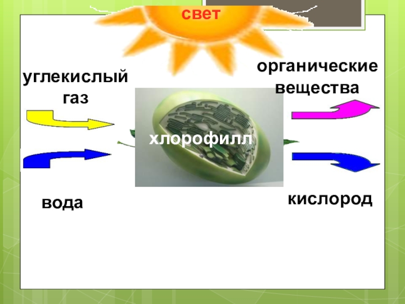 Углекислый газ вода органическое вещество кислород. Углекислый ГАЗ это органическое вещество. Углекислый ГАЗ вода свет кислород органические вещества. Кислород и углекислый ГАЗ В воде. Кислород это органическое вещество.