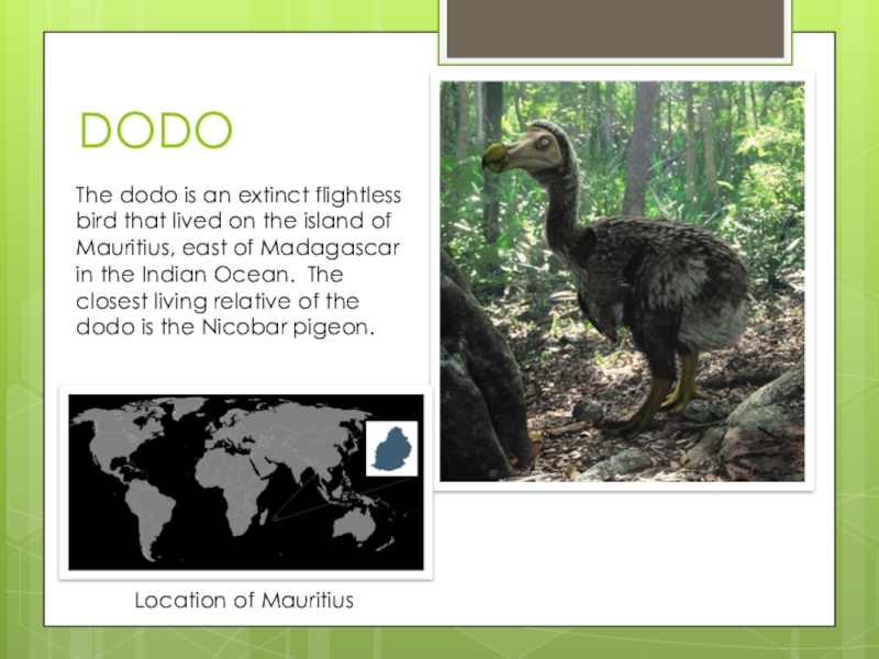 Dodo is. The Dodo is an extinct Bird. Extinct animals перевод. Dodo с английского животное. Предложение на английском со словом extinct.