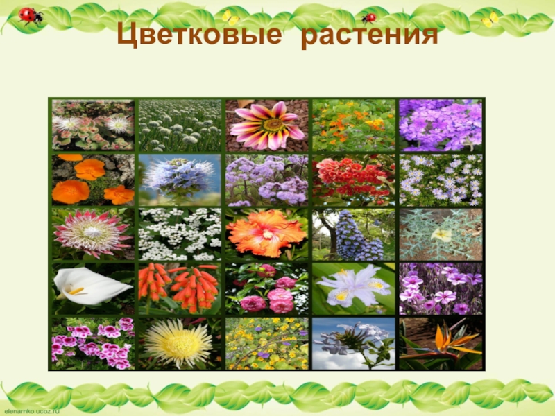 Многообразие цветковых. Цветковые растения. Разнообразие растений. Многообразие цветов. Многообразие цветковых растений.