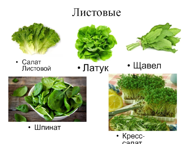 Разновидность салата листового фото с названиями и описанием