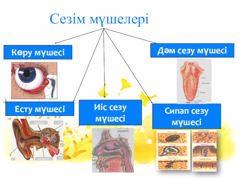 Дене мүшелері фото