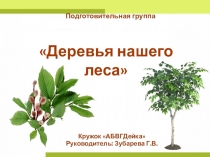 Презентация Деревья нашего леса