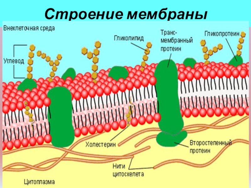 Мембрана клетки строение рисунок