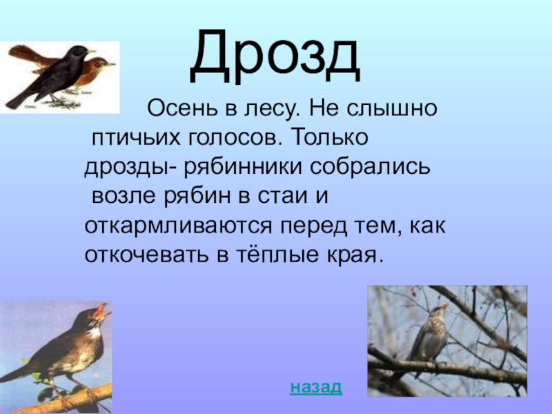 Не слышно 2. Информация про дрозда. Рассказ про дрозда. Доклад про дрозда. Дрозд презентация 2.