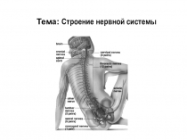 Презентация по биологии Нервная система
