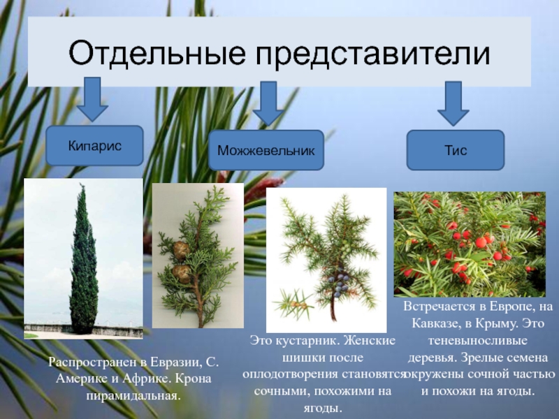 Хвойные кустарники 2 класс окружающий