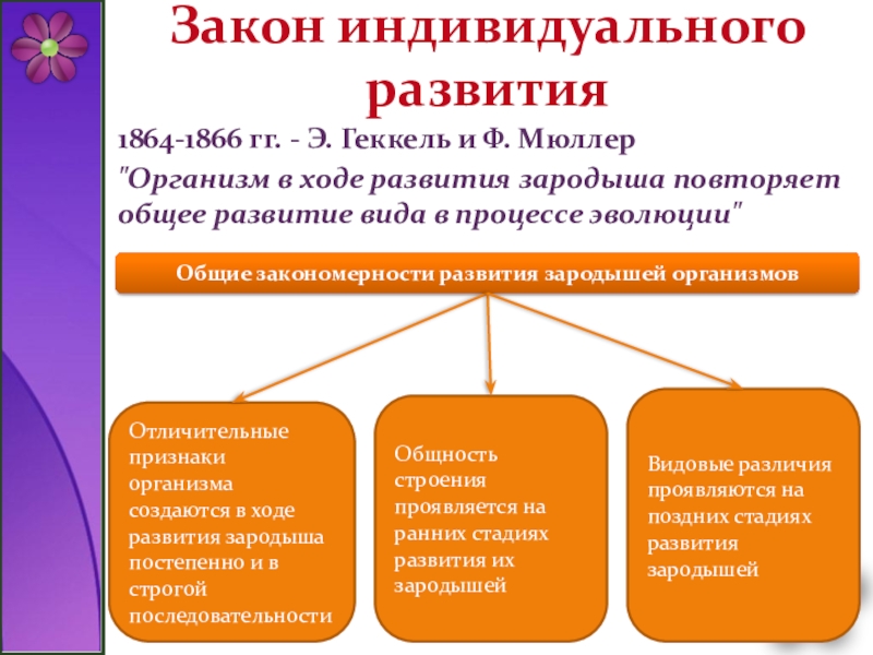 Индивидуальный закон. Закон индивидуального развития. Закон индивидуального развития 8 класс. Общие закономерности индивидуального развития. Процессы саморегуляции в развитии зародыша.