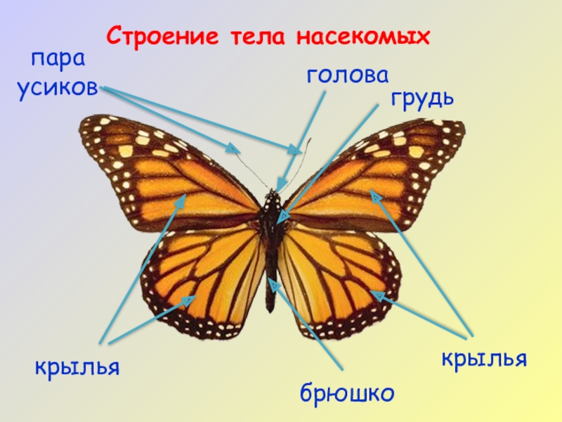 Модель схема насекомого