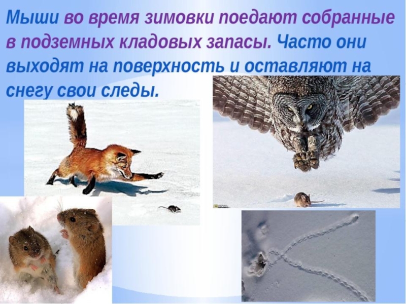 Перед наступлением зимы некоторые животные. Что делают животные зимой. Как меняются животные зимой. Зимующие звери. Животные зимой презентация для детей.