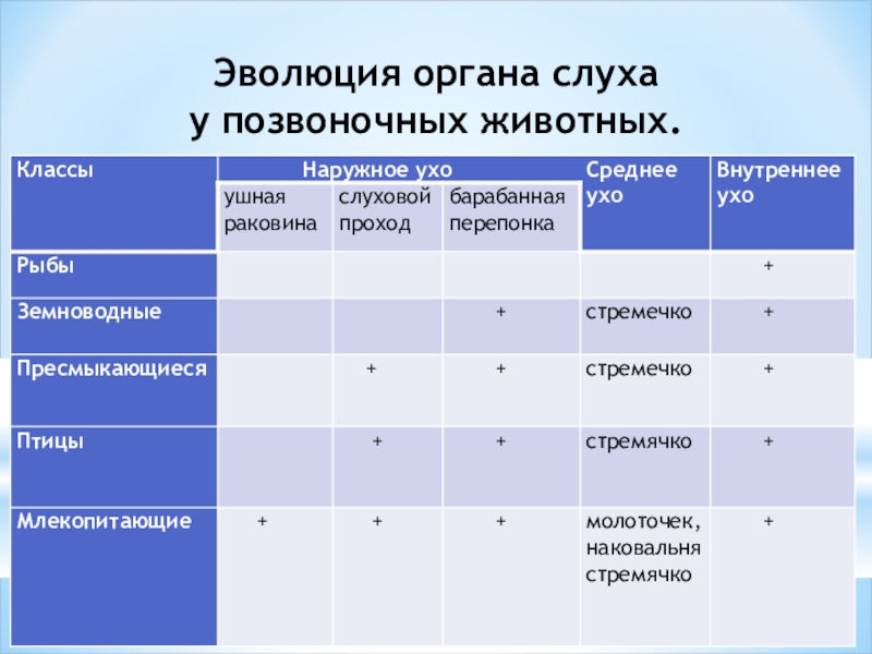 Эволюция органов человека. Эволюция органов слуха. Эволюция органа слуха у позвоночных. Органы чувств позвоночных таблица. Эволюция органа слуха у позвоночных животных таблица.