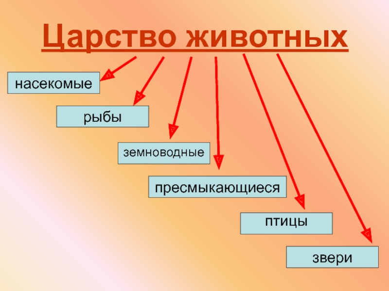 Проект на тему царство животных