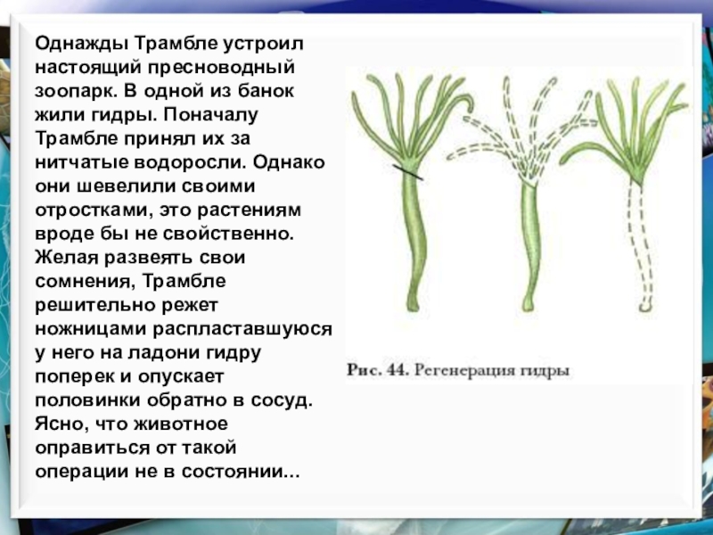 Регенерация гидры. Регенерация гидр Трамбле. Тип Кишечнополостные Пименов презентация. Гидра регенерация опыт Трамбле. Опыты Трамбле по регенерации пресноводной гидры.