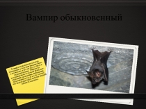 Презентация по биологии на тему: Вампир обыкновенный (Отряд Рукокрылые) (7 класс)
