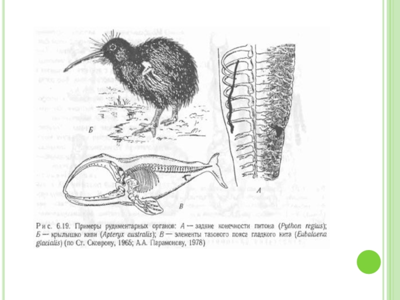 Конечности питона рудимент. Рудиментарные органы киви. Рудиментарные органы питона. Рудиментарные органы птиц. Примеры рудиментарных органов у животных.