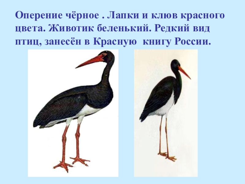 Черный аист из красной книги описание. Черный Аист птица занесенная в красную книгу. Красная книга Краснодарского края черный Аист. Птицы которые в красной - черной книги. Птицы занесенные в черную книгу.