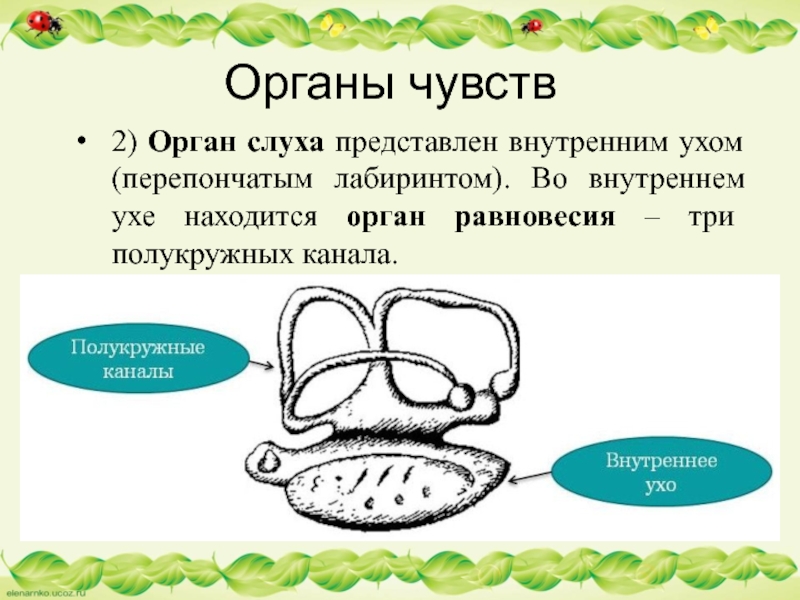 Органы чувств2) Орган слуха представлен внутренним ухом (перепончатым лабиринтом). Во внутреннем ухе находится орган равновесия – три