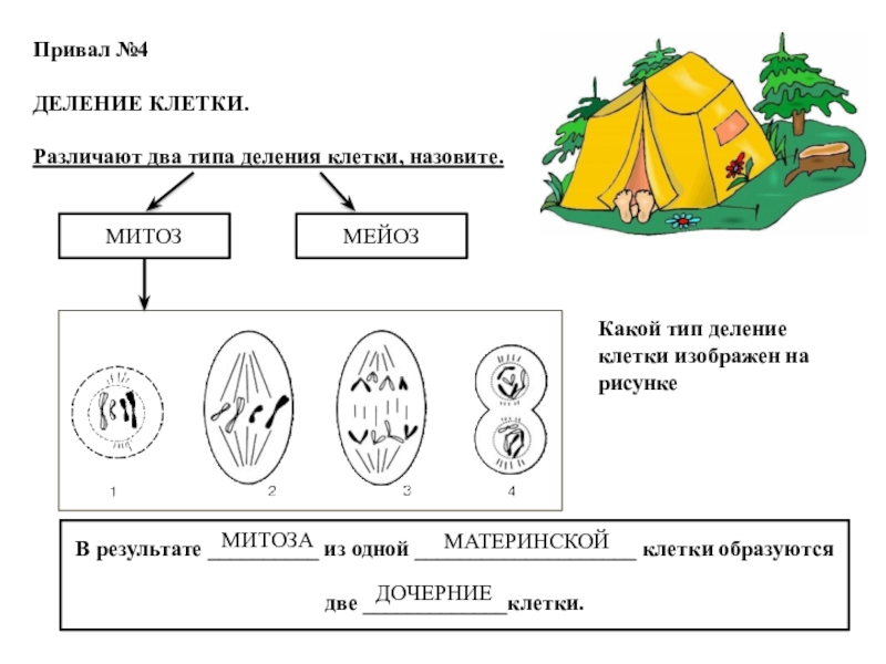 Какой тип деления. Организм как единое целое 6 класс рисунок. 2 Типа деления. Организм как единое целое 6 класс задания. Творческая работа организм как единое целое 6 класс.