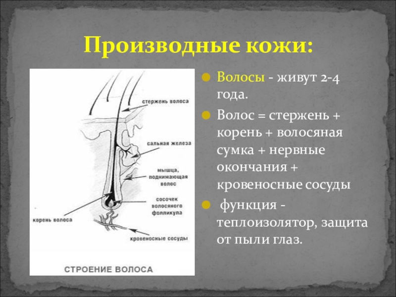 Что такое производные кожи. Производные кожи волосы. Мышца поднимающая волос функции. Стержень и корень волоса. Производные кожи железы.