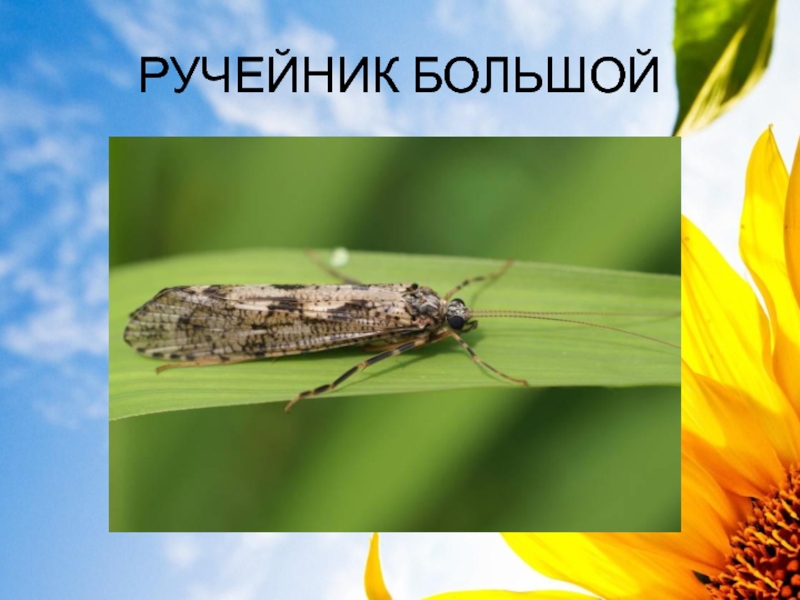 Доклад про насекомых в зоне степей. Отряд ручейники. Отряд ручейники представители. Насекомые Ставропольского края. Ручейник.