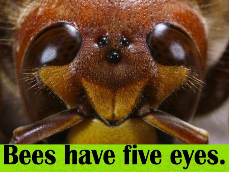 A honeybee has 5 eyes.