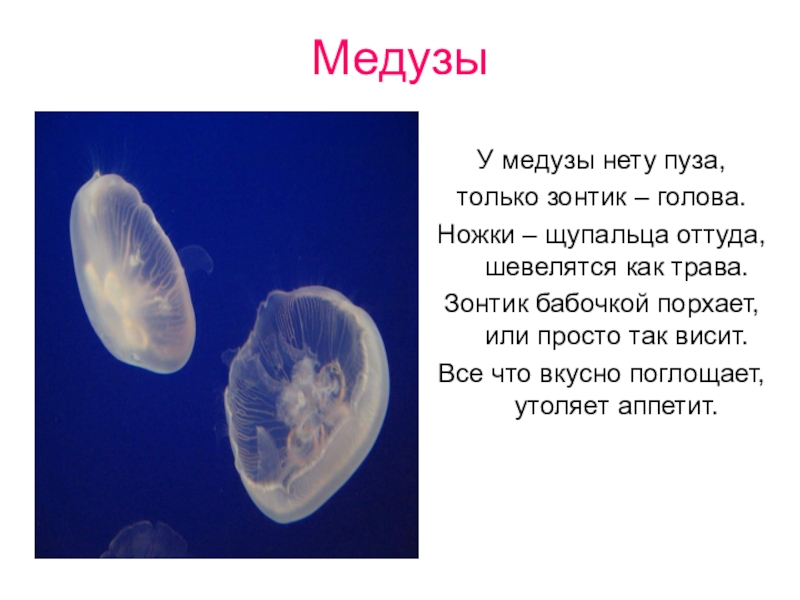 У медузы есть мозги. Доклад о медузах. Рассказ о Медузе. Медуза краткое описание. Краткий доклад о Медузе.