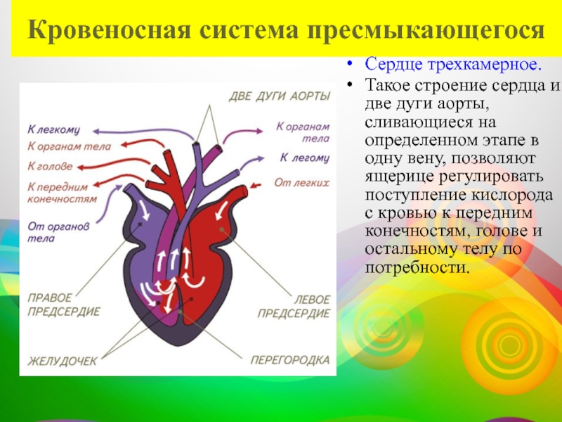 Кровеносная система ящерицы рисунок с подписями