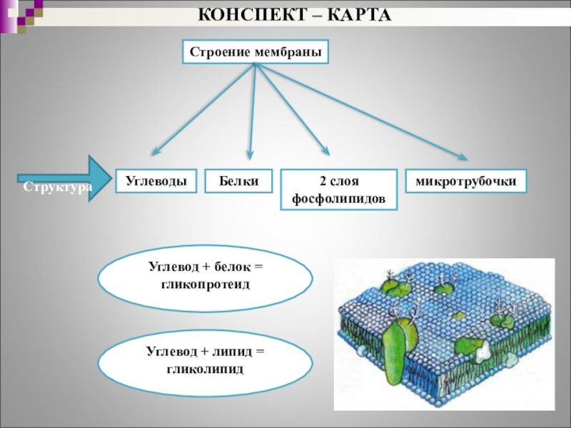 Конспект карта. Строение мембраны углеводы липиды белки. Структура мембраны олигосахарид. Строение мембранных углеводов.