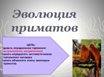 Презентация по биологии на тему Эволюция приматов (9 класс)