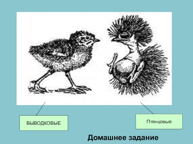 Определите тип развития птенцов. Выводковые и птенцовые. Выводковые и птенцовые птицы. Выводковые и гнездовые птицы. Птенцы выводковые и гнездовые.