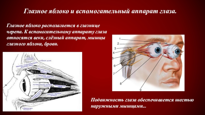 Аппараты глаза. Вспомогательный аппарат глазного яблока. Вспомогательный аппарат глаза мышечный. Вспомогательный аппарат глаза мышцы. Наружные мышцы глазного яблока.