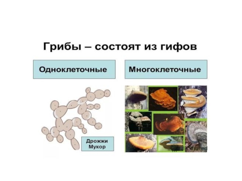 Грибы бывают многоклеточными. Мицелий одноклеточных грибов. Одноклеточные грибы и многоклеточные грибы. Дрожжи одноклеточные или многоклеточные. Строение одноклеточных грибов.