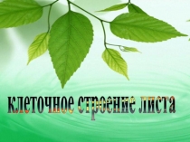 Презентация Клеточное строение Листа