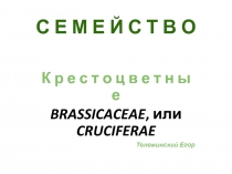 Материалы у уроку: Семейство крестоцветные