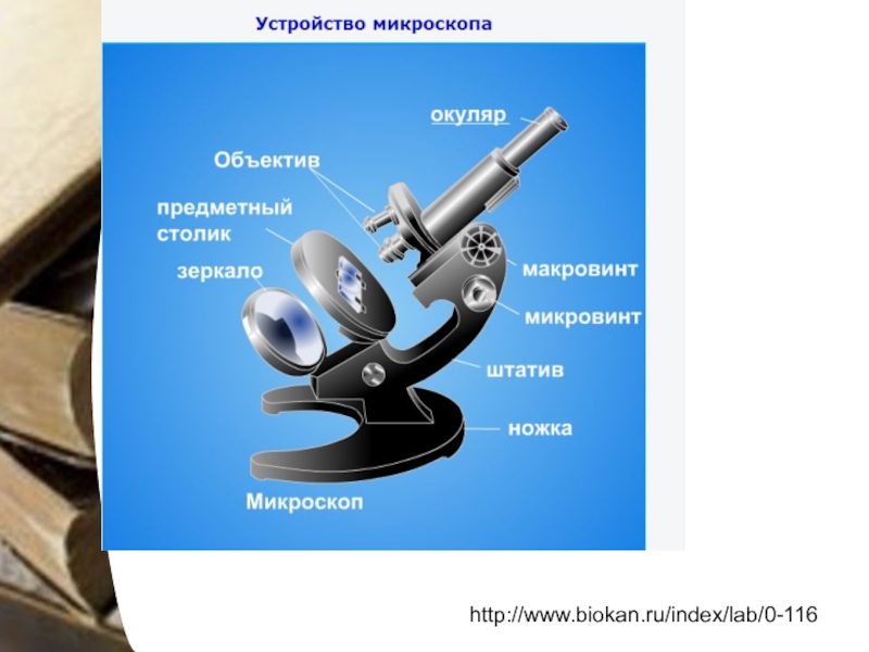 Механика языка. Микровинт в микроскопе. Макровинт и микровинт микроскопа. Микроскоп кисмлари. Окуляр и объектив микроскопа.