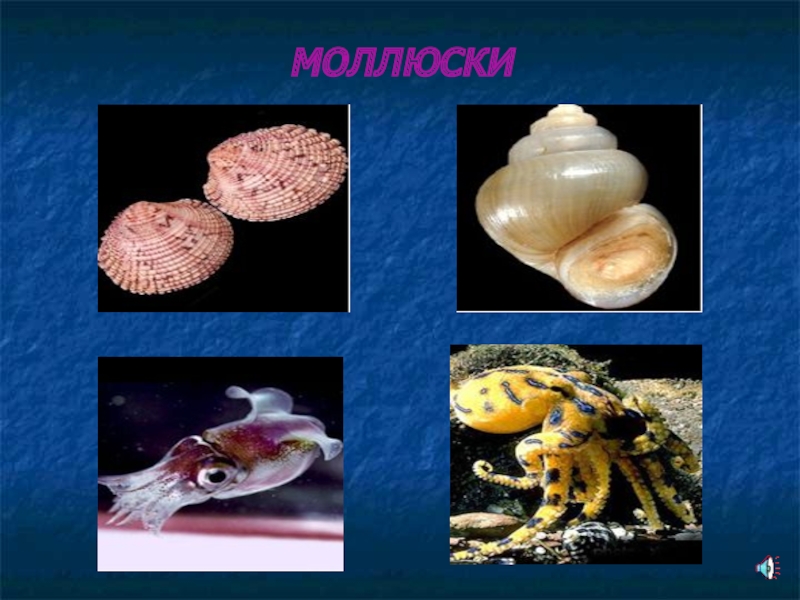 Животные относящиеся к типу моллюски примеры. Малакология — наука о моллюсках,. Слово моллюск. Малакология картинки. Что такое малакология в биологии 7 класс.