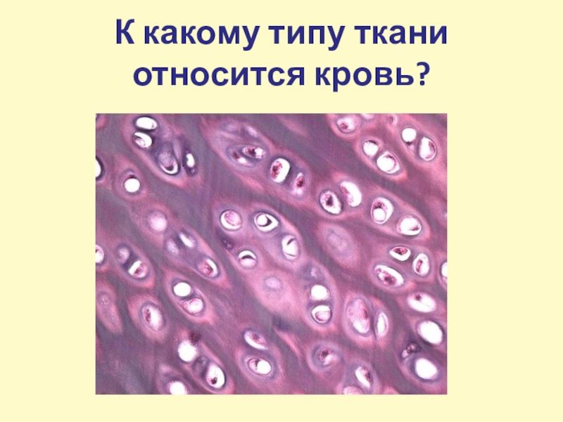 К какому типу ткани относится. Соединительная ткань хрящевая ткань рисунок. Хрящевая соединительная ткань рисунок. К какому типу ткани относят кровь?. Хрящевая ткань относится к типу.