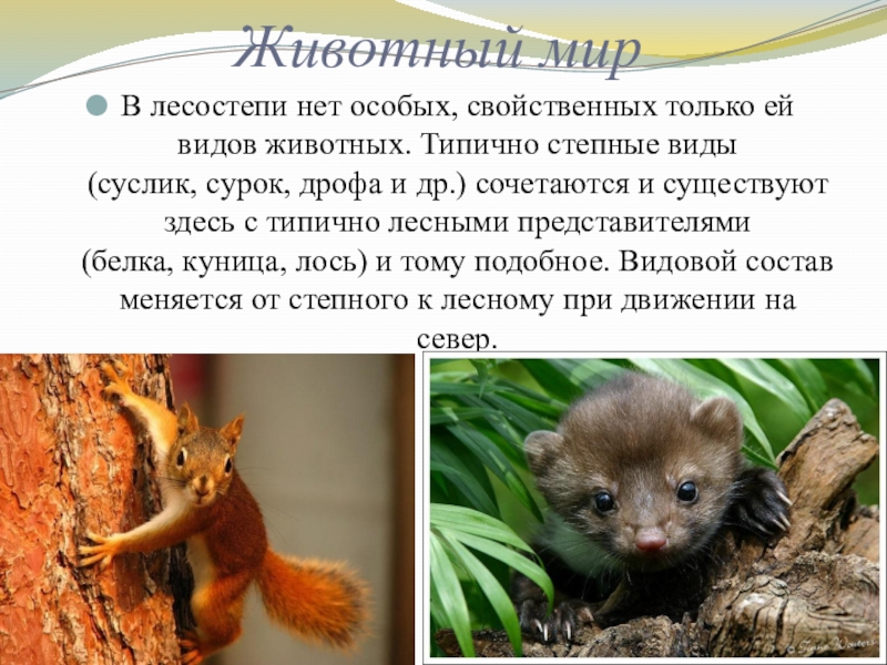 Какие животные обитают в лесостепях и степях. Животный мир лесостепи в России. Животный мир лесостепи и степи. Животные которые обитают в лесостепи. Типичные животные степи и лесостепи.