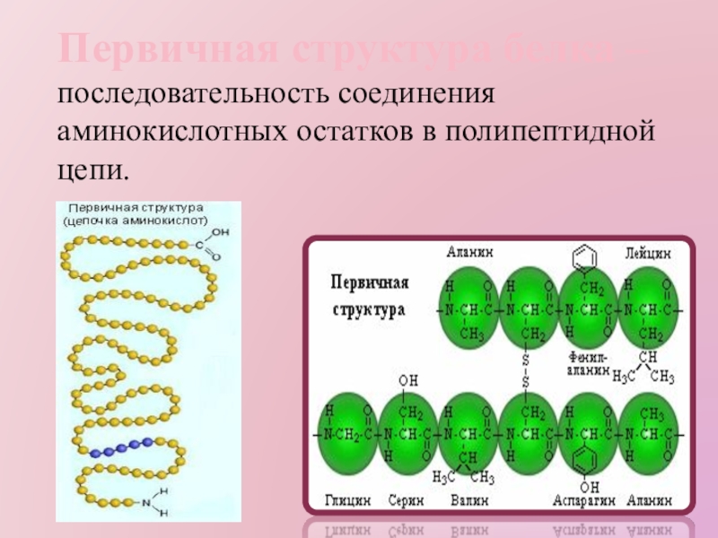 Белки соединение в цепи. Структура белка в полипептидной цепи. Первиная структура елка. Первичная структура цепочка аминокислот. Структура белка аминокислоты.