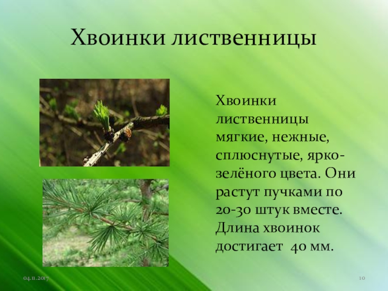 Расположение хвои на ветке. Расположение хвоинок у лиственницы. Расположение хвоинок у лиственницы сибирской. Особенности хвоинок лиственницы. Характеристика хвоинок лиственницы.