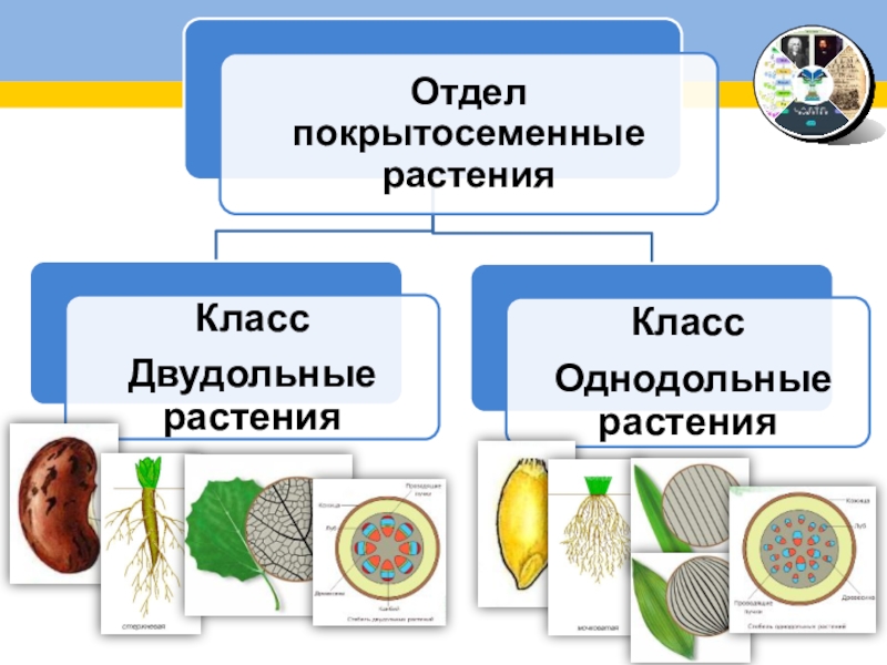 Презентация по биологии 6 класс систематика растений