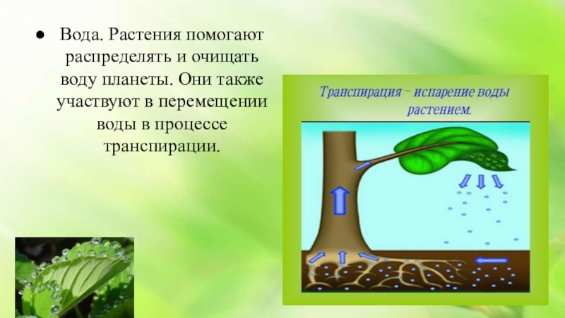 Чем вода помогает растениям. Транспирация и фотосинтез. Транспирация воды. Транспирация у растений. Транспирация это в биологии.