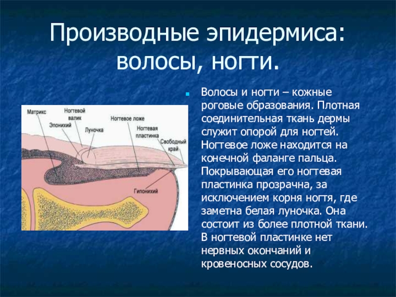 Волосы и ногти презентация