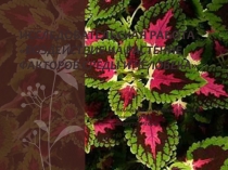 Исследовательская работа Воздействие на растения среды и человека 2 класс